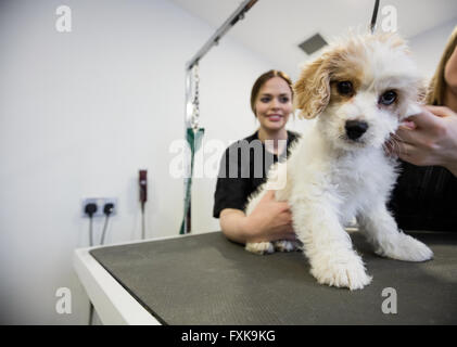 L'examen vétérinaire un chien Banque D'Images