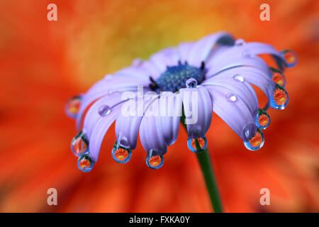 Gouttes d'eau avec reflet pendaison à l'African daisy flower Banque D'Images