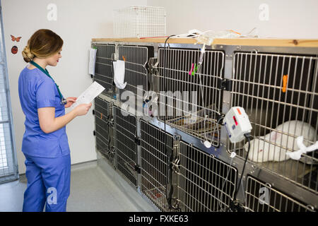 La surveillance vétérinaire en cage lapin malade Banque D'Images