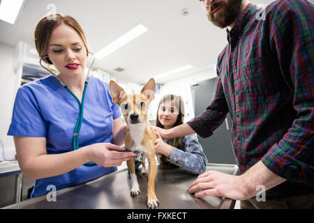 L'examen vétérinaire chien avec son propriétaire Banque D'Images