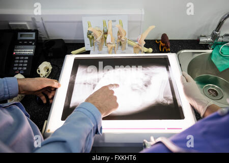 La mi-section de vétérinaires examining x-ray d'animal Banque D'Images