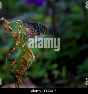 Glassy tiger butterfly, Delta du Mekong, Vietnam Banque D'Images