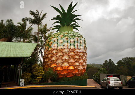 Le grand classé au patrimoine mondial de l'ananas sur la Sunshine Coast du Queensland. Banque D'Images