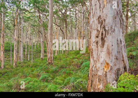 Hauteur des arbres en forêt Boranup Karri. Banque D'Images