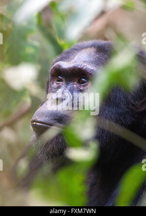 Photographie par © Jamie Callister. Chimpanzee Trekking dans le Parc National de la forêt de Kibale, en Ouganda, en Afrique centrale, 27 février 2016 Banque D'Images