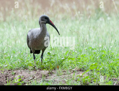 (Bostrychia hagedash Ibis hagedash) dans le parc national Kruger, Afrique du Sud Banque D'Images