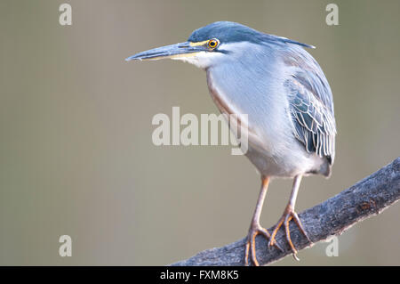 Héron strié (Butorides striata) sur un perchoir dans Kruger National Park, Afrique du Sud Banque D'Images