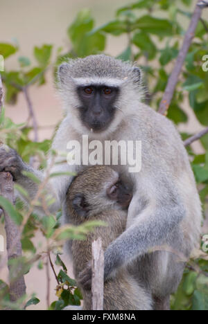 Un singe (Chlorocebus pygerythrus) mère et les jeunes dans le parc national Kruger, Afrique du Sud Banque D'Images