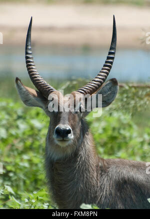 Cobe à croissant (Kobus ellipsiprymnus) dans le parc national Kruger, Afrique du Sud Banque D'Images