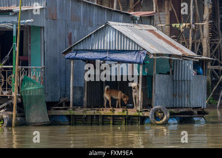 Cage flottante avec deux chiens sur une partie de la Chau Doc village flottant, Delta du Mekong, Vietnam Banque D'Images