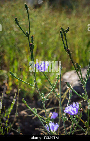 Fleurs sauvages et de l'herbe dans la prairie du matin de l'Afrique du Sud Banque D'Images