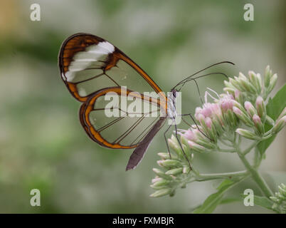 Aile de papillon en verre Banque D'Images