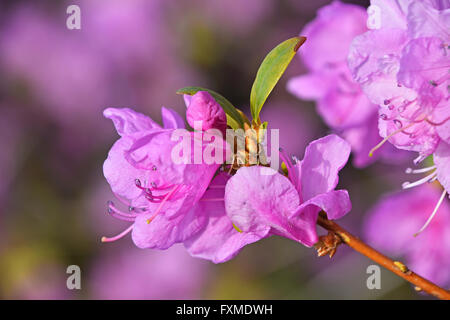Fleur rhododendron azalée pourpre close up sur fond de feuilles vertes et fleurs roses Banque D'Images