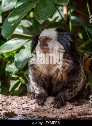 Marmoset à tête blanche (Callithrix geoffroyi) dans l'arbre Banque D'Images