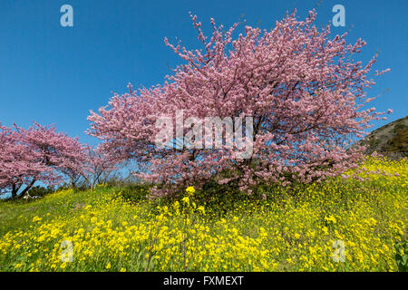 Les fleurs de cerisier, Shizuoka, Japon Banque D'Images