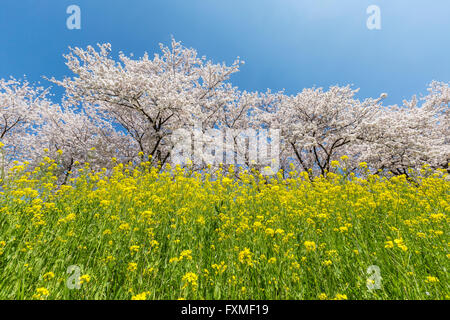 Les fleurs de cerisier à Aoge Horikawa, Kuki, Japon Banque D'Images