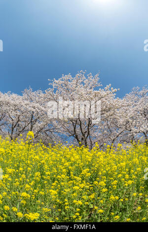 Les fleurs de cerisier à Aoge Horikawa, Kuki, Japon Banque D'Images