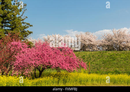 Parc de la rivière Chikuma, Nagan, Japon Banque D'Images