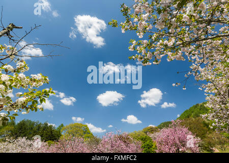 Flower Hill parc local, Ina, Japon Banque D'Images