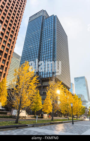 Arbre de ginkgo alignés, Tokyo, Japon Banque D'Images