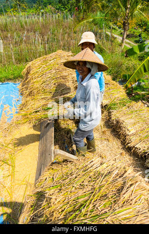 La récolte de riz, Jatiluwih, Bali, Indonésie Banque D'Images