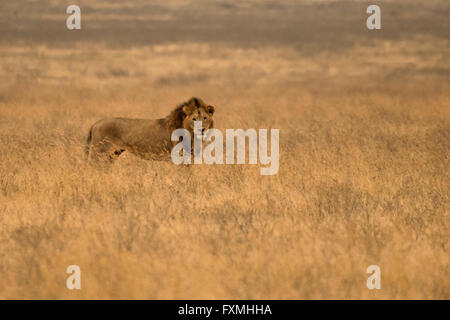 Homme Masai lion at The Serengeti National Park, le 9 juillet 2014 en Tanzanie. Banque D'Images