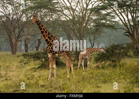 Une femme et bébé girafe manger acacia at The Serengeti National Park, le 9 juillet 2014 en Tanzanie. Banque D'Images