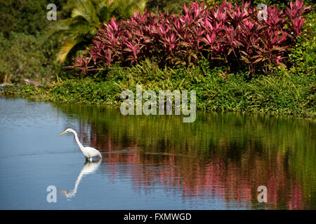 Grande aigrette chasse dans un étang dans un resort de Nuevo Vallarta Mexique avec iguana et Ti rouge Mexique plante Banque D'Images