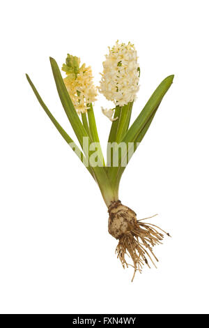 Ensemble de la jacinthe blanche avec ampoule et racines Hyacinthus orientalis cut out Banque D'Images