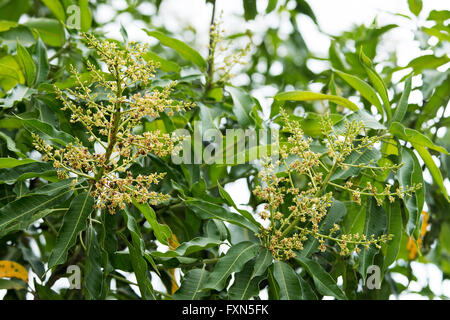 Bouquet de fleurs de mangue sur arbre dans le jardin. Selective focus Banque D'Images