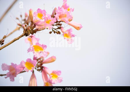 Fleurs trompettes roses contre le fond de ciel Banque D'Images