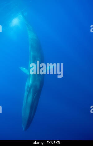 Rorqual commun, rorquals, baleines, rorqual commun ou razorback, Balaenoptera physalus, plongée, sanctuaire Pélagos pour marin méditerranéen Banque D'Images