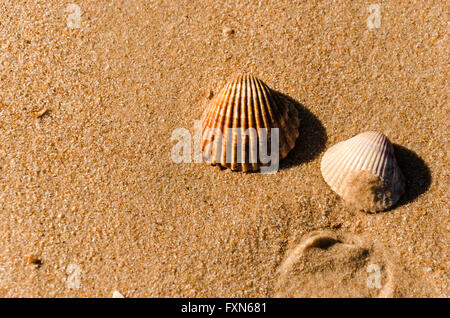 Une paire de coquilles de blanc et de brun sur une plage Banque D'Images