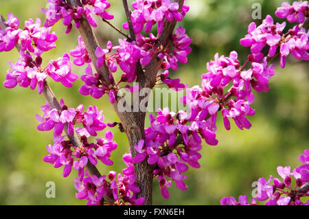 Judasbaum - Judas tree 01 Banque D'Images