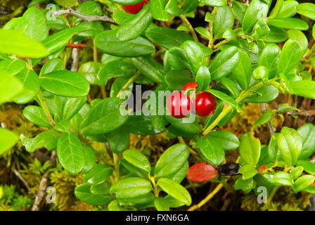 Preiselbeere Pflanze plant 08 airelle rouge - Banque D'Images
