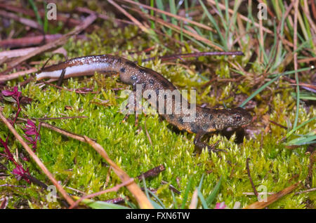 Triton crêté italien (Triturus carnifex) Banque D'Images