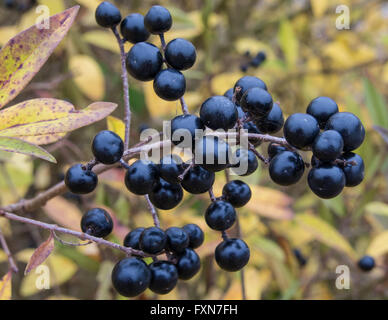 Bleu profond et brillant sur les baies d'un arbuste de la sauvage troène, Ligustrum vulgare, à l'automne Banque D'Images