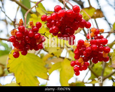 European Cranberrybush, Viburnum opulus, avec pierre rouge fruits en automne Banque D'Images