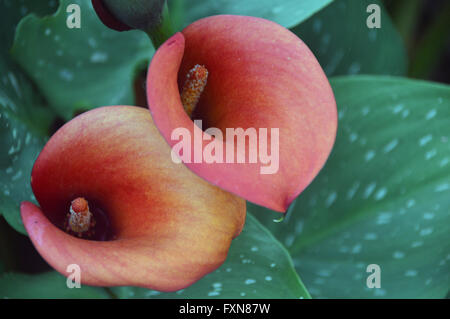 Un gros plan d'un Zantedeschia (alerte rouge) fleurs en forme de trompette sur l'affichage à l'automne de Southport Flower Show. Lancashire UK. Banque D'Images