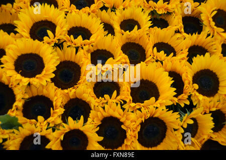Regroupée sur le tournesol (Helianthus annuus) sur l'affichage à l'automne de Southport Flower Show. Lancashire UK. Banque D'Images