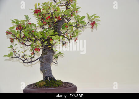 Un petit Malus Halliana (pommier) sur l'affichage à l'automne de Southport Flower Show. Lancashire UK. Banque D'Images