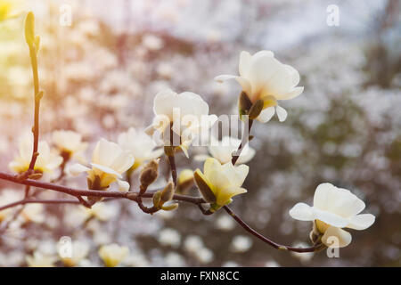 Close up of white magnolia fleur sur un arbre en fleurs Banque D'Images