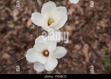 Close up de deux fleurs blanches sur un arbre en fleurs Banque D'Images