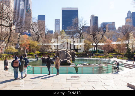 Lion de mer de Californie, de l'enceinte du zoo de Central Park, Manhattan, New York City, États-Unis d'Amérique. Banque D'Images