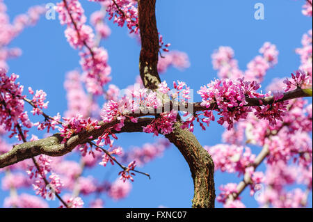 Cercis siliquastrum au ciel bleu Banque D'Images