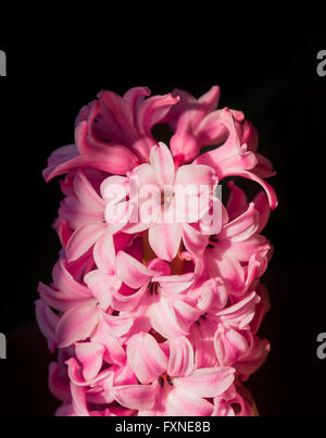 (Jacinthe Hyacintus orientalis) pleine de fleurs roses sur fond noir Banque D'Images