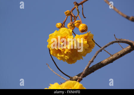 Cochlospermum fleurs regium Banque D'Images