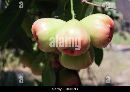 Apple rose sur arbre dans mon jardin Banque D'Images