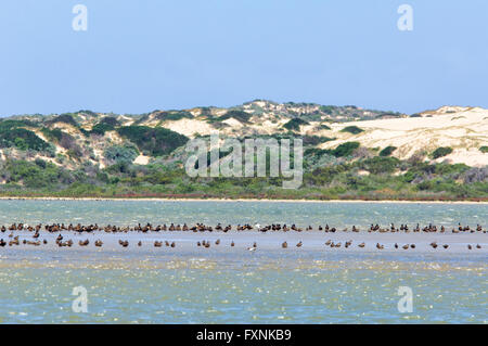 Le parc national du Coorong, péninsule de Fleurieu, Australie du Sud, est un site Ramsar. Banque D'Images