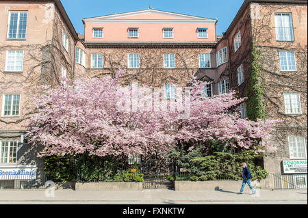 Homme marche sur le trottoir en face d'un énorme cerisier en fleurs spectaculaires dans le centre de Norrkoping, Suède. Banque D'Images